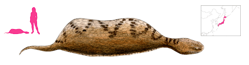 tsuchinoko